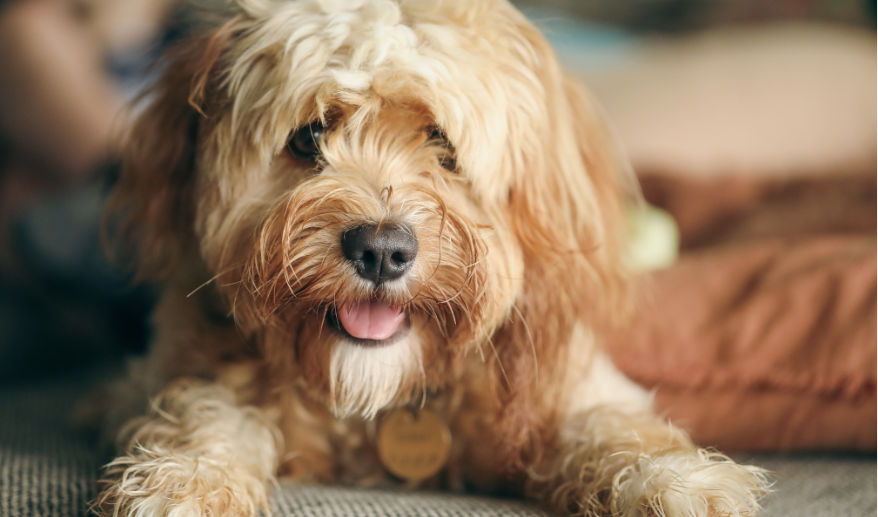 Dog allergic to sales dust